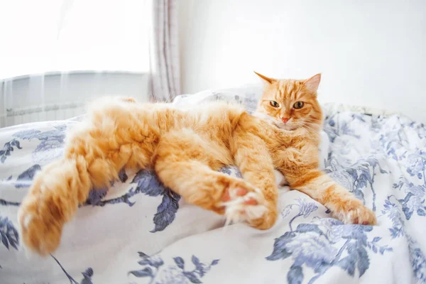 Chat roux mignon avec une expression drôle sur le visage se trouve sur le lit. L'animal pelucheux s'est installé confortablement pour dormir ou jouer. Fond confortable mignon, coucher le matin à la maison. Effet lentille oeil de poisson . — Photo