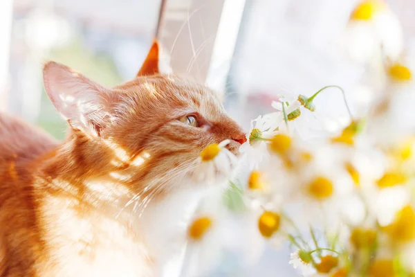 Söt ingefära katt luktar en bukett av camomiles. Mysiga våren morgonen hemma. — Stockfoto
