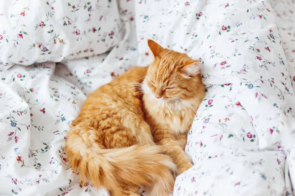 かわいい生姜猫はベッドにあります。ふわふわのペットは快適睡眠に決済。自宅に朝就寝かわいい居心地の良いバック グラウンド. — ストック写真