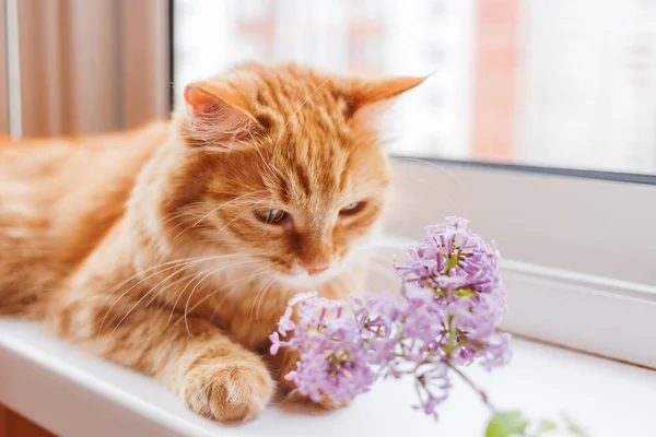 Süße Ingwerkatze, die einen Strauß fliederfarbener Blumen riecht. gemütlicher Frühlingsmorgen zu Hause. — Stockfoto