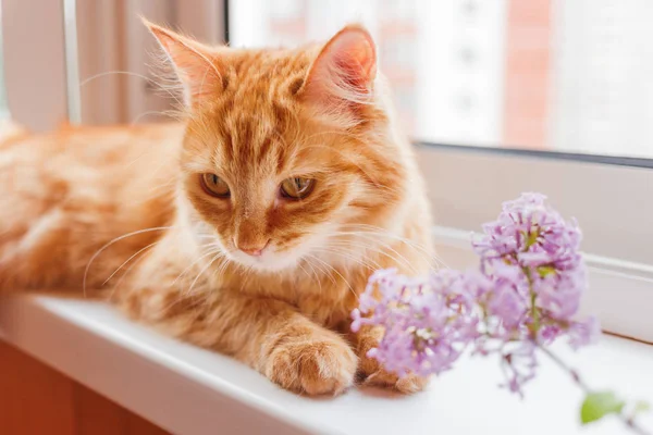 Die süße Ingwerkatze liegt auf der Fensterbank neben einem Strauß fliederfarbener Blumen. gemütlicher Frühlingsmorgen zu Hause. — Stockfoto