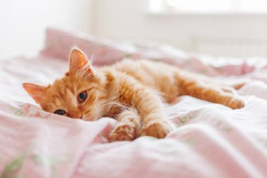 Yatakta yatarken şirin zencefil kedi. Kabarık pet merakla bakan. Yolunu yitirmek yavru kedi uyku yatakta onun hayatında ilk kez. Rahat ev arka plan, sabah uyku zamanı.