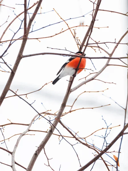 Fundo de inverno natural - ramos congelados e bullfinch masculino. Rússia . — Fotografia de Stock