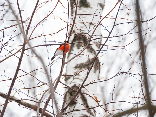 De achtergrond van de natuurlijke winter - bevroren takken en mannelijke Goudvink. Rusland. — Stockfoto