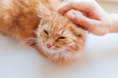 Adam şirin zencefil kedi okşayarak. Kabarık evde beslenen hayvan zevkini çatık. Rahat ev arka plan. Evde beslenen hayvan evlat edinmek.