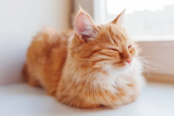 窓枠に座っているかわいい生姜猫。国内のふわふわペットが居心地の良い家庭背景. — ストック写真