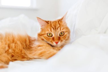 Yüzümdeki komik ifadeyi ile şirin zencefil kedi yatakta yatıyor. Kabarık pet rahat uyumak için veya oynamak için yerleşti. Rahat arka plan, sabah yatmadan evde.