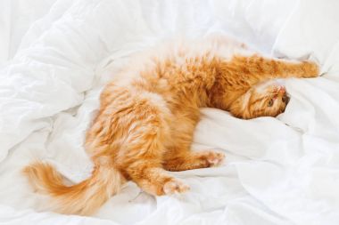 Yatakta yatarken şirin zencefil kedi. Kabarık evde beslenen hayvan, sabah uyku ile rahat ev arka plan.