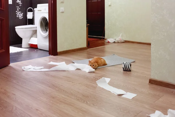 Χαριτωμένο γάτα Τζίντζερ έπαιζε με χαρτί τουαλέτας. Αφράτο κατοικίδιο ζώο που φοβάται και αναμονή για τιμωρία. — Φωτογραφία Αρχείου