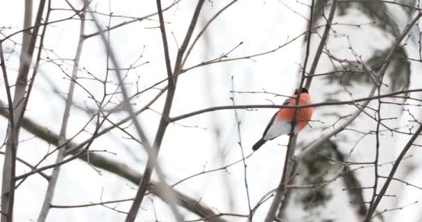 Male bullfinch sitting on the branch under the snow. Bright birds in winter forest. — Stock Video