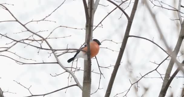 Male bullfinch sitting on the branch under the snow. Bright birds in winter forest. — Stock Video