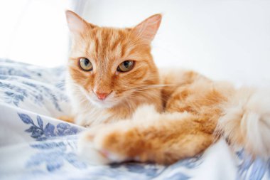 Yüzümdeki komik ifadeyi ile şirin zencefil kedi yatağa yatıyor. Kabarık pet rahat uyumak için veya oynamak için yerleşti. Sevimli rahat arka, sabah yatmadan evde. Balık gözü lens etkisi.