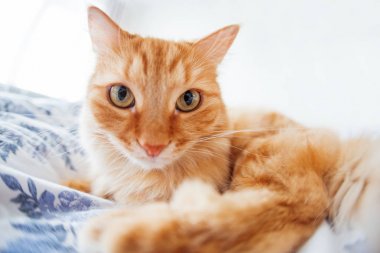 Yüzümdeki komik ifadeyi ile şirin zencefil kedi yatağa yatıyor. Kabarık pet rahat uyumak için veya oynamak için yerleşti. Sevimli rahat arka, sabah yatmadan evde. Balık gözü lens etkisi.