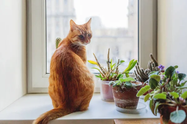 Gato de gengibre bonito sentado na soleira da janela perto de plantas decorativas dentro de casa. Aconchegante casa fundo com animal de estimação fofo doméstico . — Fotografia de Stock