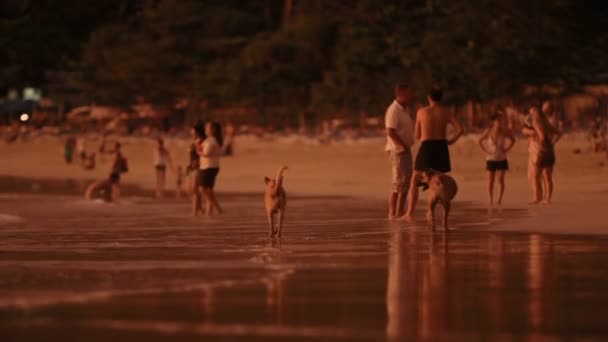 PATTAYA, THAILAND - October 29, 2012. Sunset on beach. People talking and swiming in sea surf, stray dogs shaking off water. — Stock Video