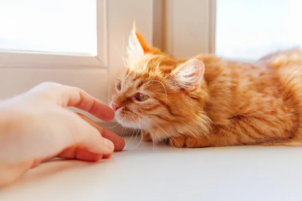 Χαριτωμένο γάτα Τζίντζερ μυρίζοντας ανθρώπινο χέρι. Ζεστό το πρωί στο σπίτι. Αξιόπιστο αφράτο κατοικίδιο ζώο. — Φωτογραφία Αρχείου