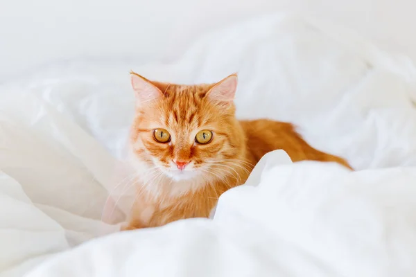 Mignon chat roux couché au lit. Animaux pelucheux confortablement installés pour dormir ou jouer. Confortable fond de maison, heure du coucher du matin . — Photo