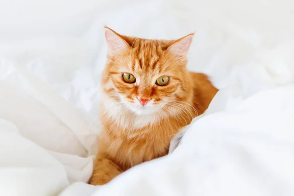 Mignon chat roux couché au lit. Animaux pelucheux confortablement installés pour dormir ou jouer. Confortable fond de maison, heure du coucher du matin . — Photo