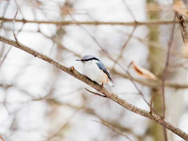 Nuthatch eurasiano ou nuthatch madeira (Sitta europaea). Pássaro colorido na floresta de inverno . — Fotografia de Stock