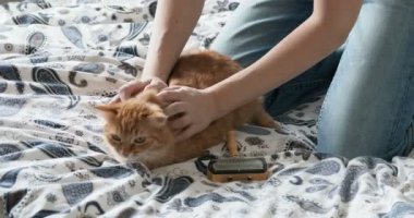 Kadın bir şirin zencefil kedi kürk tarak. Kabarık evde beslenen hayvan zevkini çatık.