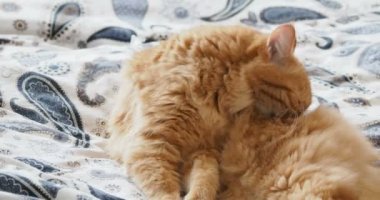 Yatakta yatarken şirin zencefil kedi. Kabarık evde beslenen hayvan onun pençeleri yalıyor ve uyuyacak. Rahat ev arka plan.