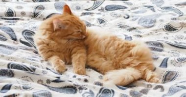 Yatakta yatarken şirin zencefil kedi. Kabarık evde beslenen hayvan onun pençeleri yalıyor ve uyuyacak. Rahat ev arka plan.