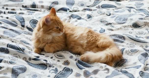 Gato de gengibre bonito deitado na cama. O animal de estimação fofo vai dormir. Aconchegante casa fundo . — Vídeo de Stock