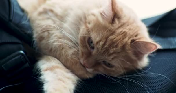 Cute ginger cat lying on backpack. Fluffy pet licking itself, cleaning its fur. — Stock Video