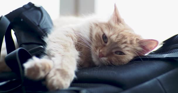 Χαριτωμένο γάτα Τζίντζερ ξαπλωμένος στο σακίδιο. Αφράτο pet με πρωταγωνιστή στην κάμερα και φαίνεται δυσαρεστήθηκε. — Αρχείο Βίντεο