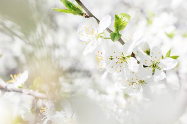 Doğal kaynak arka plan kiraz çiçekleri ile.