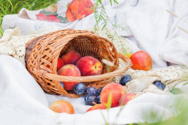 Şeftali, Erik ve dantel kumaş üzerine yalan armut ile meyve sepeti. Piknik açık.