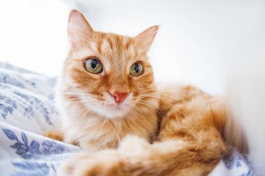 Yüzümdeki komik ifadeyi ile şirin zencefil kedi yatağa yatıyor. Kabarık pet rahat uyumak için veya oynamak için yerleşti. Sevimli rahat arka, sabah yatmadan evde. Balık gözü lens etkisi.