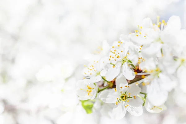 Натуральний весняний фон з вишневими квітами . — стокове фото