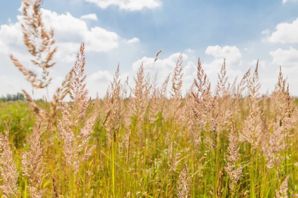 Natural summer background with grass on field. Warm sunny day. Royalty Free Stock Photos