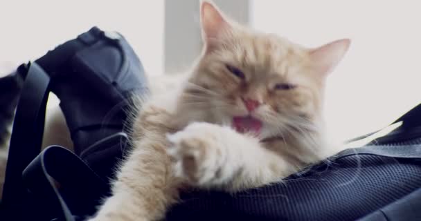 Χαριτωμένο γάτα Τζίντζερ ξαπλωμένος στο σακίδιο. Αφράτο κατοικίδιο ζώο σας γλείφει, καθαρισμός της γούνας. — Αρχείο Βίντεο