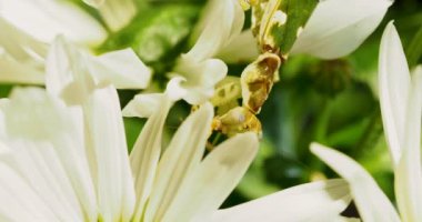 Creobroter destek peygamber devesi çiçek bir şey yeme.