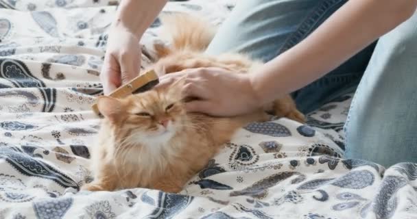 La mujer peina una linda piel de gato jengibre. Fluffy mascota fruncir el ceño de placer . — Vídeos de Stock