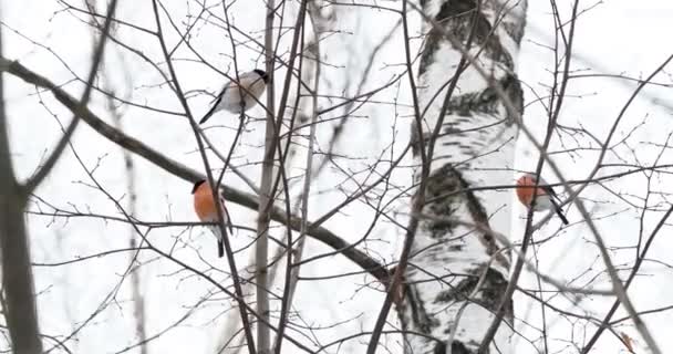 Hejno Hejlové sedí na větvích pod sněhem. Světlé ptáci v zimě lese. — Stock video