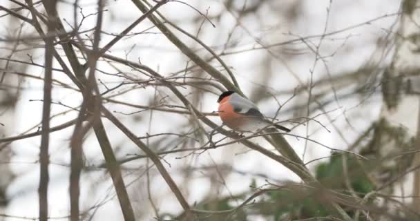 Pinzón macho sentado en la rama bajo la nieve. Aves brillantes en el bosque de invierno . — Vídeo de stock