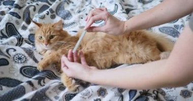 Yatakta yatarken şirin zencefil kedi. Kadınlar pençeleri törpü ile törpülemek çalışıyor. Rahat ev arka plan.