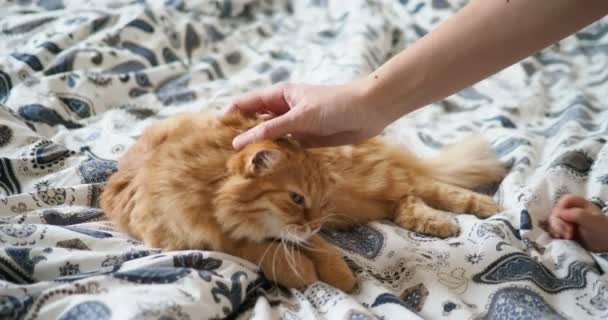 Cute ginger cat lying in bed. Fluffy pet is licking its paws. Little baby strokes kitty. Cozy home background. — Stock Video