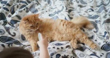 Yatakta yatarken şirin zencefil kedi. Kabarık evde beslenen hayvan onun pençeleri yalıyor. Küçük bebek bir tırnak törpüsü getiriyor. Rahat ev arka plan.