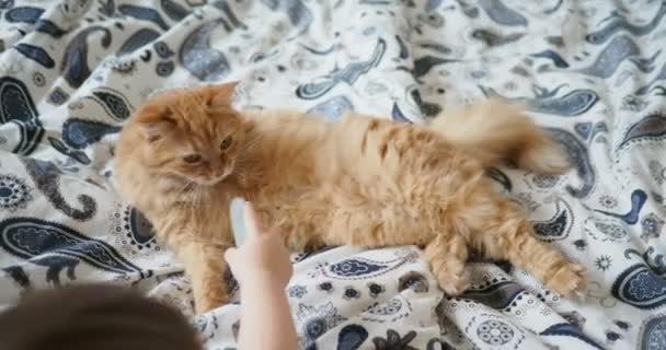 Cute ginger cat lying in bed. Fluffy pet is licking its paws. Little baby brings it a nail file. Cozy home background. — Stock Video