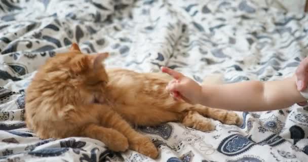 Carino gatto zenzero sdraiato a letto. Fluffy pet si sta leccando le zampe. Piccoli colpi di gattino. Accogliente sfondo casa . — Video Stock