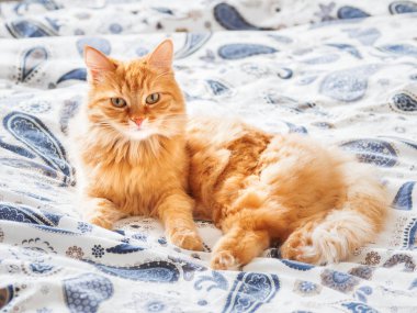 Yatakta yatarken şirin zencefil kedi. Kabarık pet rahat uyumak için veya oynamak için yerleşti. Rahat ev arka plan, sabah uyku zamanı. 