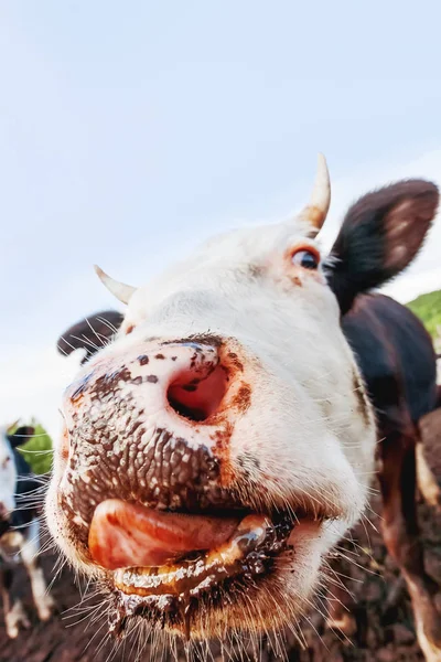 A vaca mete o nariz na câmara e lambe. Foto engraçada de animal de fazenda doméstico . — Fotografia de Stock