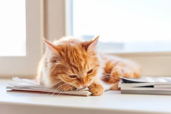 귀여운 생강 고양이 종이 노트북 이빨으로 찢 어 하 고 싶어. — 스톡 사진