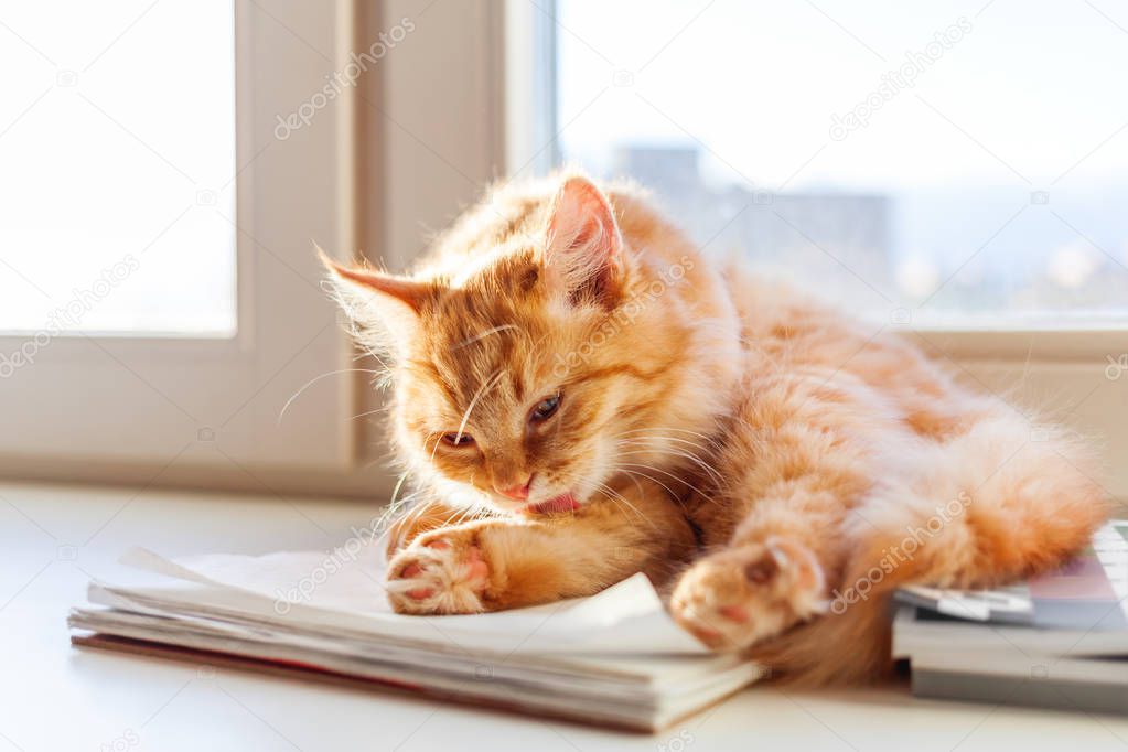 Cute ginger cat is liking itself  on window sill. Fluffy pet is cleaning its fur.