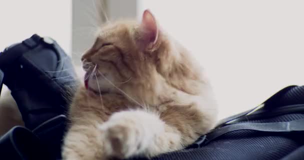 Gato de gengibre bonito deitado na mochila. Fluffy pet lambendo-se, limpando sua pele . — Vídeo de Stock