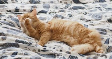 Yatakta yatarken şirin zencefil kedi. Kabarık evde beslenen hayvan onun pençeleri yalıyor ve uyuyacak. Rahat ev arka plan.